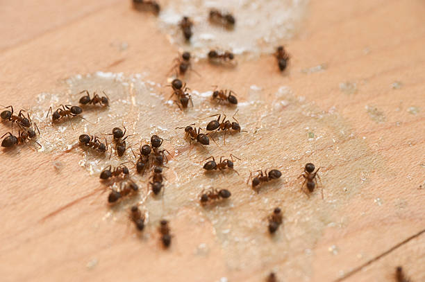 Best Affordable Pest Control Services  in Garyville, LA